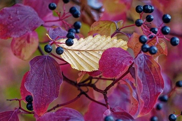 Helllila Blätter vor einem hellen Blatt und dunklen Beeren im Herbst