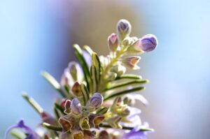 Blossoming rosemary